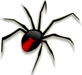 White Tailed Spider - Lampona murina