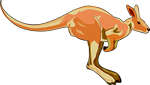 Eastern Wallaroo - Macropus robustus
