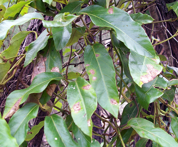 Parsonsia straminea - Common Silkpod