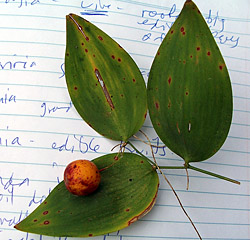 Bush Tucker Plant Foods - Eustrephus latifolius - Wombat Berry
