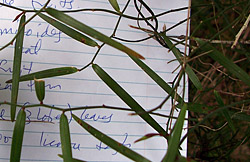 Bush Tucker Plant Foods - Geitonoplesium cymosum - Scrambling Lily