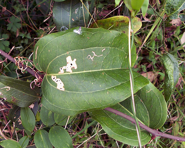 Smilax - Native Sarsaparilla