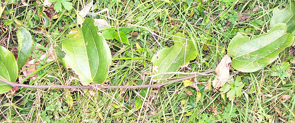 Smilax australis - Native Sarsaparilla