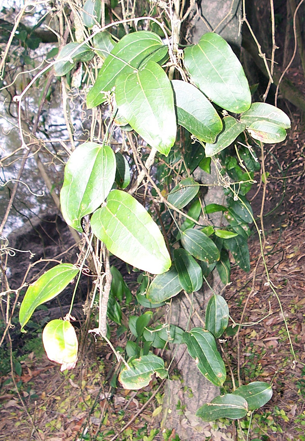 Smilax australis - Native Sarsaparilla