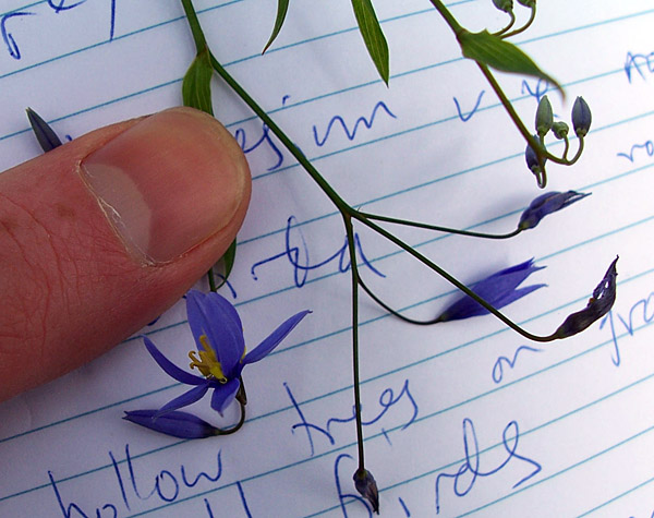 Stypandra glauca - Nodding Blue Lily