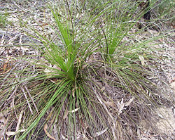 Bush Tucker Plant Foods - Xanthorrhoea - Grass Tree