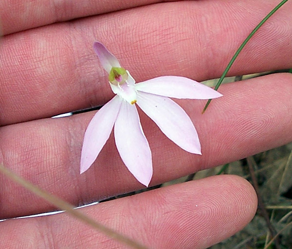 Caladenia catenata - White Fingers
