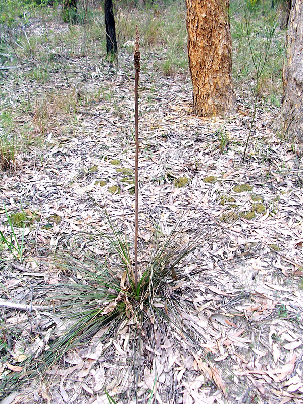 Xanthorrhoea - Grass Tree - Bow Drill and Hand Drill Firemaking Woods