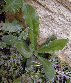 Edible Weeds - Hypochaeris radicata - Catsears
