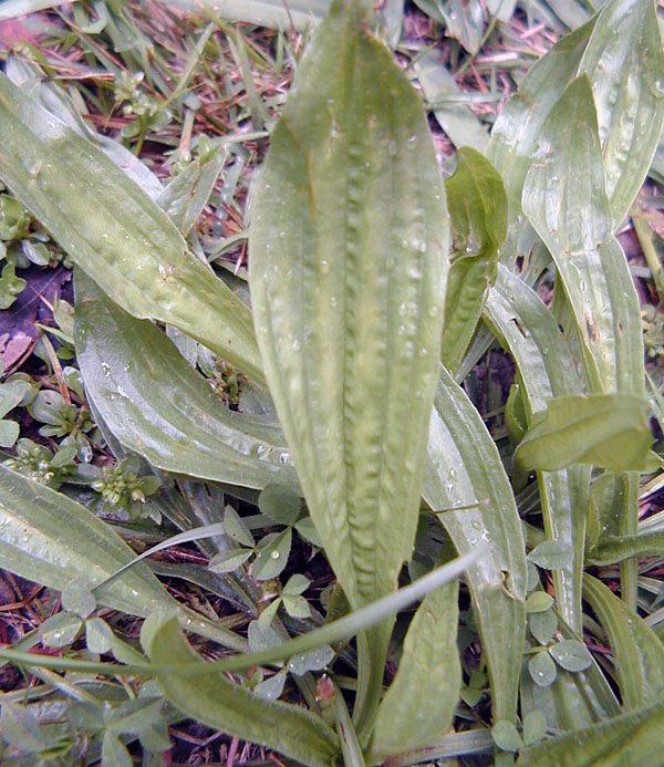 Plantago lancolata - Ribwort Plantain