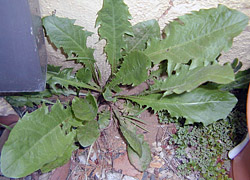 Edible Weeds - Taraxacum officinale - Dandelion