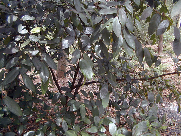 Ficus coronata - Sandpaper Fig