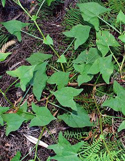 Edible Weeds - Acetosa sagittata - Turkey Rhubarb