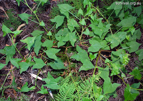 Acetosa sagittata - Turkey Rhubarb - Edible Weeds and Bush Tucker Plant Foods