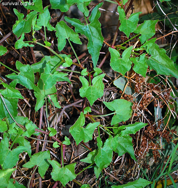 Acetosa sagittata - Turkey Rhubarb - Edible Weeds and Bush Tucker Plant Foods