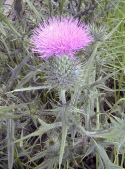 Edible Weeds - Cirsium - Thistle