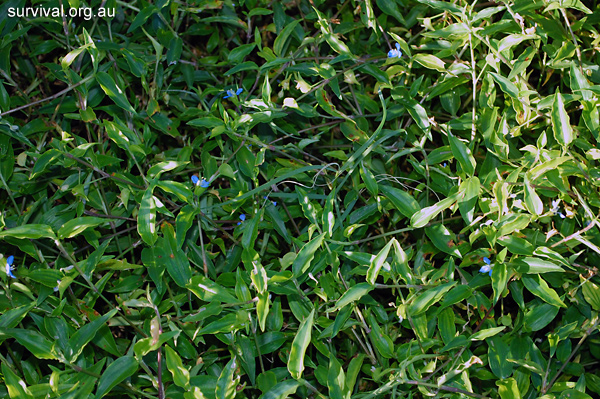 Commelina cyanea - Scurvy Weed - Edible Weeds and Bush Tucker Plant Foods