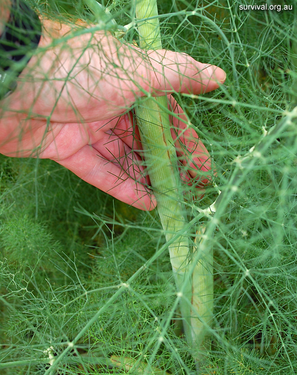 Foeniculum vulgare - Fennel - Edible Weeds and Bush Tucker Plant Foods