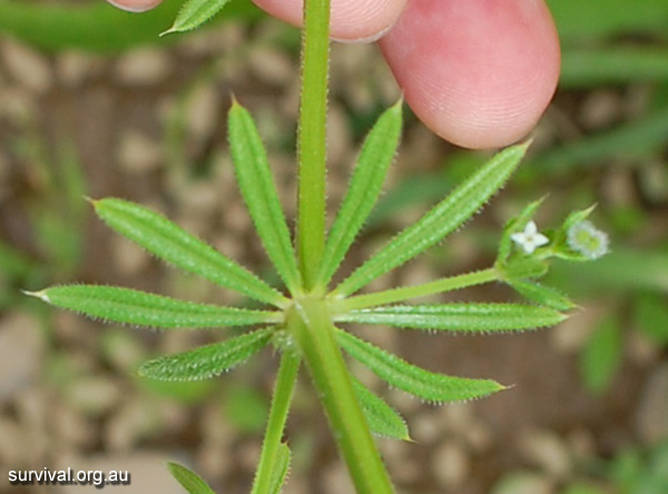 Galium aparine - Cleavers - Edible Weeds and Bush Tucker Plant Foods