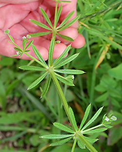 Edible Weeds - Galium aparine - Cleavers