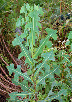 Edible Weeds - Lactuca serriola - Prickly Lettuce