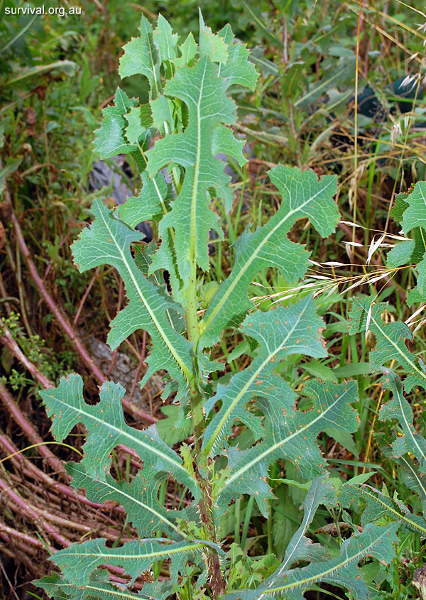 Lactuca serriola - Prickly Lettuce - Edible Weeds and Bush Tucker Plant Foods