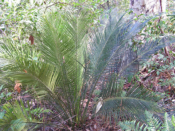 Lepironia articulata - Grey Sedge