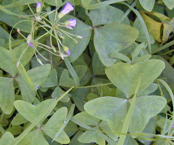 Edible Weeds - Oxalis - Wood Sorrel