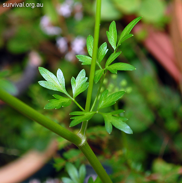 Petroselinum crispum - Wild Parsley - Edible Weeds and Bush Tucker Plant Foods