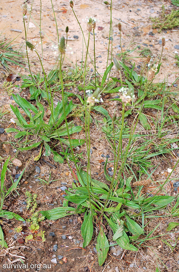 Plantago lancolata - Ribwort Plantain
