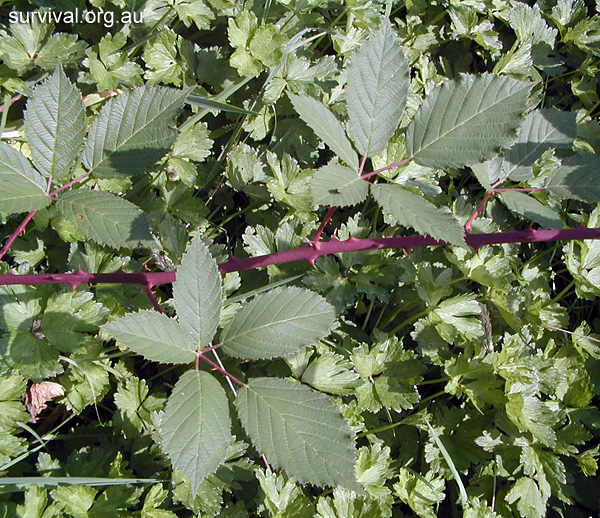 Rubus Fruticosus - Blackberry Bramble - Edible Weeds and Bush Tucker Plant Foods