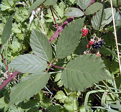 Edible Weeds - Rubus Fruticosus - Blackberry