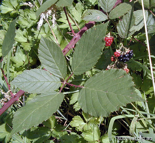 Rubus Fruticosus - Blackberry Bramble - Edible Weeds and Bush Tucker Plant Foods