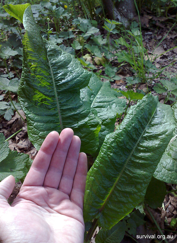 Rumex obtusifolius - Broad-leaf Dock