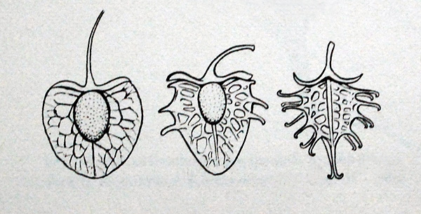 Rumex obtusifolius - Broad-leaf Dock