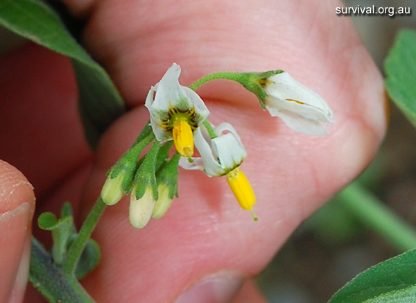 Solanum Chenopodioides - Whitetip Nightshade - Edible Weeds and Bush Tucker Plant Foods