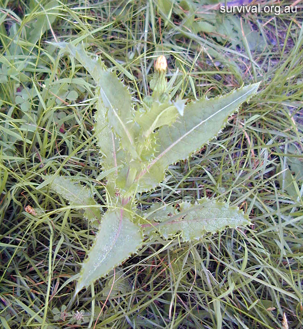 Sonchus asper - Prickly Sowthistle - Bush Tucker Plant Foods