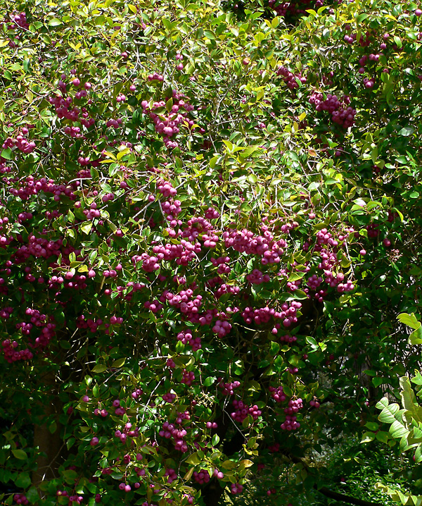 Syzygium smithii - Acmena smithii - Common Lilly Pilly