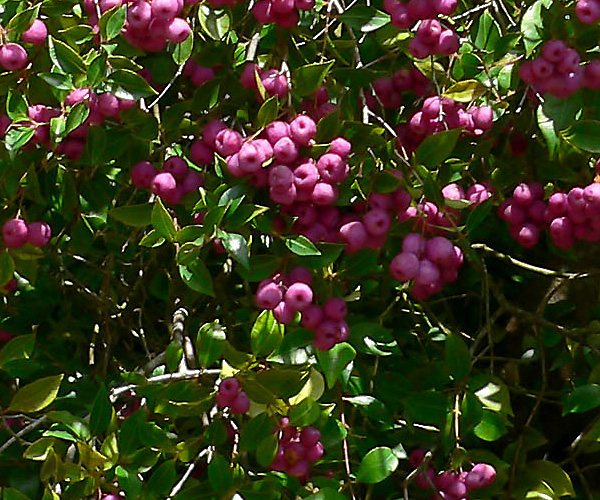 Syzygium smithii - Acmena smithii - Common Lilly Pilly