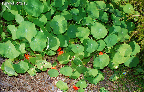 Tropaeolum majus - Garden Nasturtium - Edible Weeds and Bush Tucker Plant Foods
