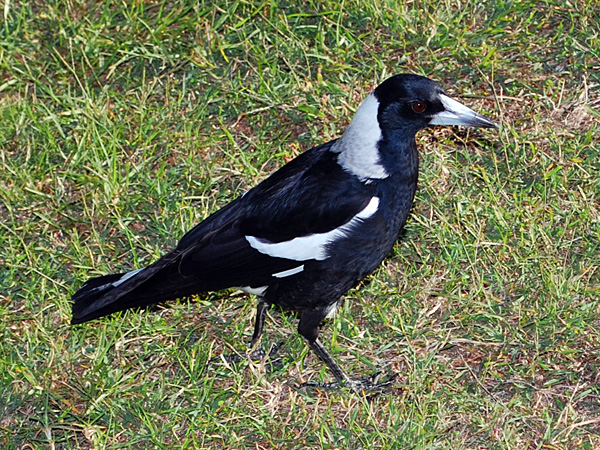 Australian Bird Quiz, Question 4 - Can you identify this bird?