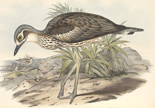 Australian Bird Quiz, Question 7 - Can you identify this bird?