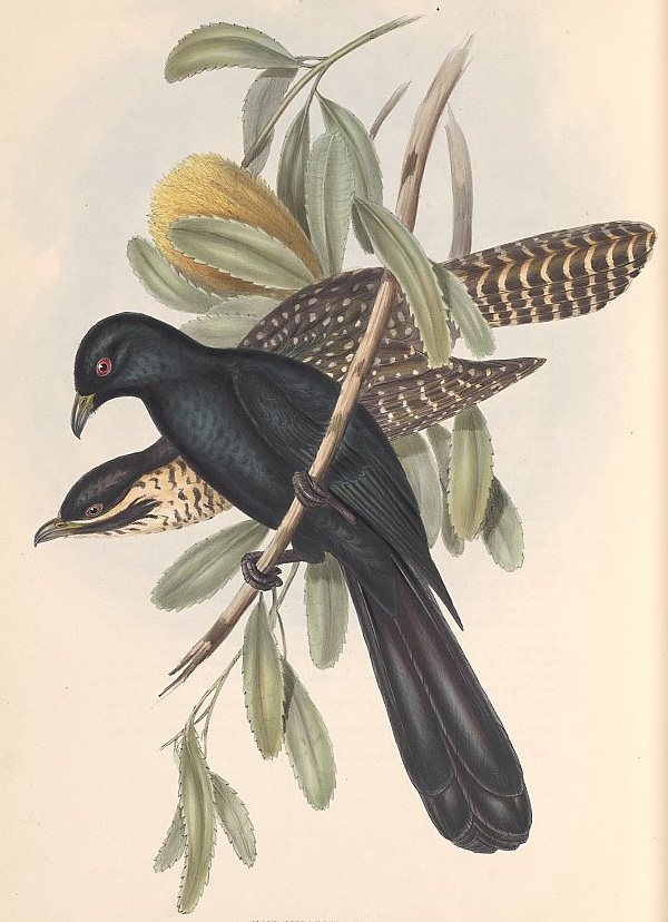 Australian Bird Quiz, Question 1 - Can you identify this bird?