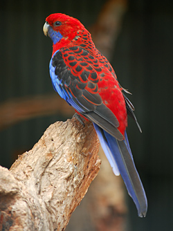 Bird Identification of Australian Birds - Sydney and Blue Mountains Bird Species - Crimson Rosella - Platycercus elegans