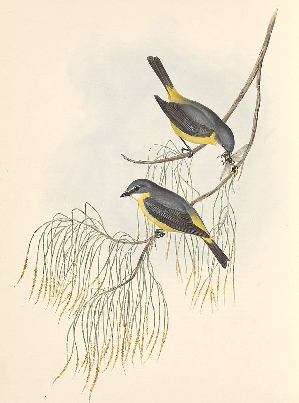 Eastern Yellow Robin - Eopsaltria australia