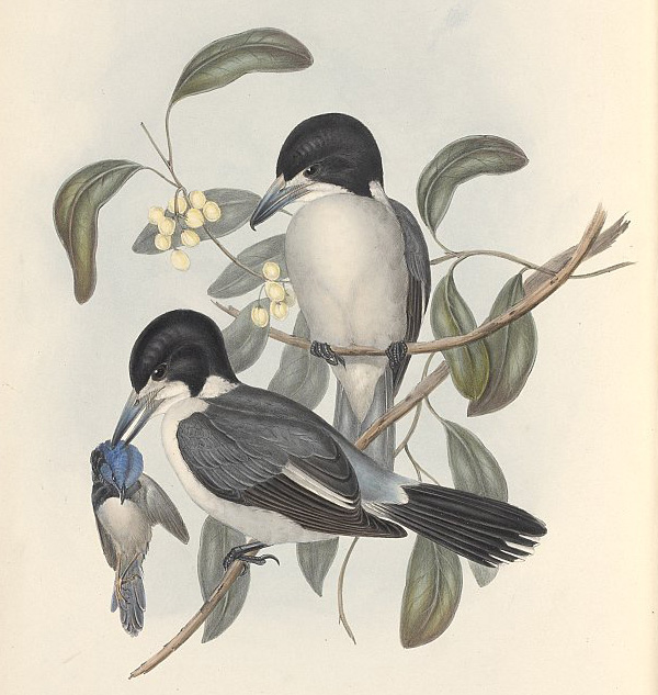 Grey Butcherbird - Cracticus torquatus