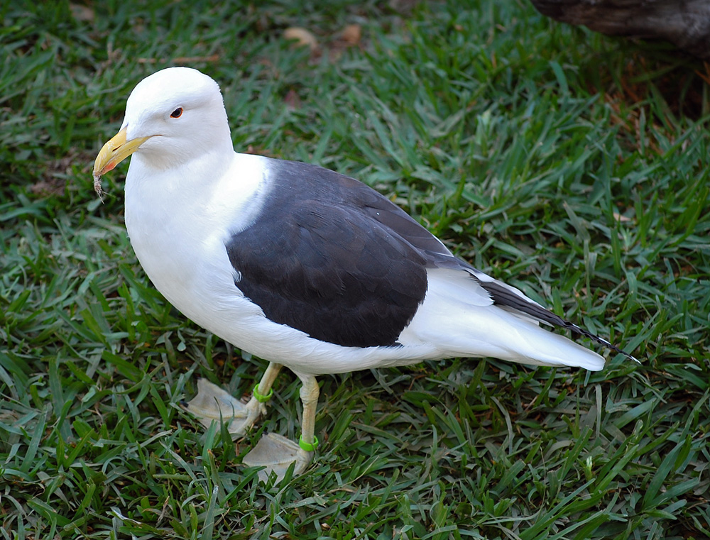 Australian Bird Quiz, Question 4 - Can you identify this bird?