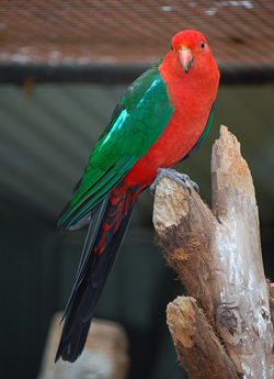 Bird Identification of Australian Birds - Sydney and Blue Mountains Bird Species - Australian King-Parrot - Alisterus scapularis
