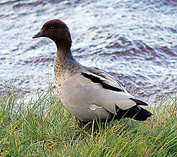 Bird Identification of Australian Birds - Sydney and Blue Mountains Bird Species - Australian Wood Duck - Maned Duck - Chenonetta jubata