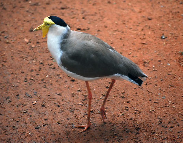 Masked Lapwing (Spurwing Plover) - Vanellus miles